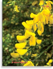 Ракитник мохнатый – Calicotome villosa