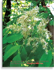 Чёртово дерево – Aralia spinosa