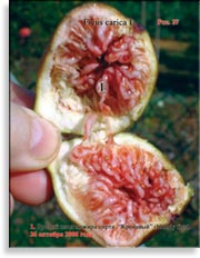 Кровавый Инжир – Bloody figs