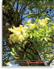 Чёртово дерево – Aralia spinosa