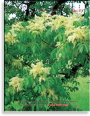 Чёртово дерево – Aralia spinosa