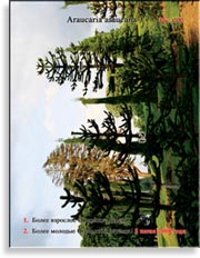 Обезьянье дерево – Araucaria araucana