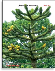 Обезьянье дерево – Araucaria araucana