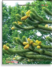 Обезьянье дерево – Araucaria araucana