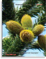 Обезьянье дерево – Araucaria araucana