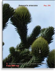 Обезьянье дерево – Araucaria araucana