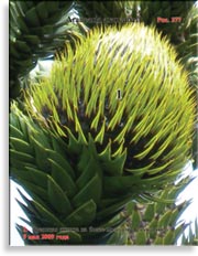 Обезьянье дерево – Araucaria araucana