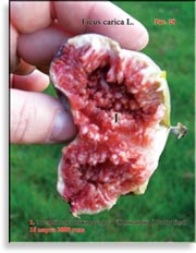 Кровавый Инжир – Bloody figs