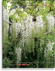 Вистерия китайская – Wisteria chinensis f. Alba
