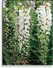 Вистерия китайская – Wisteria chinensis f. Alba