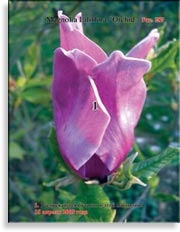Магнолия Liliflora «Orchid»