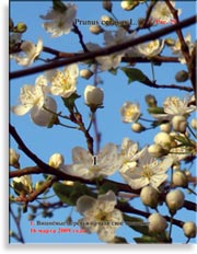 Вишня обыкновенная – Prunus cerasus L.