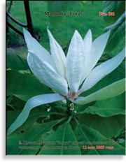 Магнолия «Lotus»