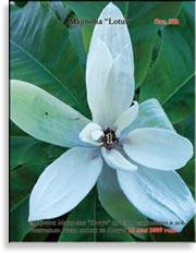 Магнолия «Lotus»