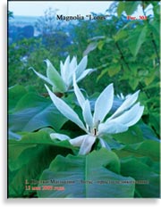 Магнолия «Lotus»