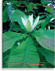 Магнолия «Lotus»