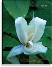 Магнолия «Lotus»