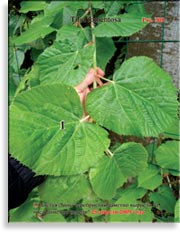 Липа серебристая – Tilia tomentosa