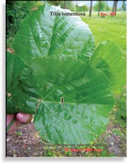 Липа серебристая – Tilia tomentosa