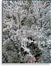 Вишня обыкновенная – Prunus cerasus L.