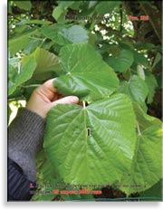 Липа серебристая – Tilia tomentosa