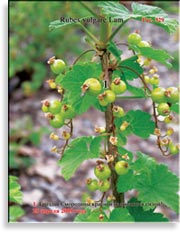 Смородина красная – Ribes vulgare Lam.