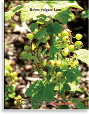 Смородина красная – Ribes vulgare Lam.