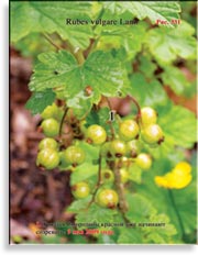 Смородина красная – Ribes vulgare Lam.