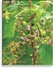 Смородина чёрная – Ribes nigrum L.