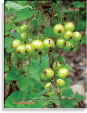 Смородина чёрная – Ribes nigrum L.