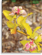 Черника – Vaccinium myrtilus L.