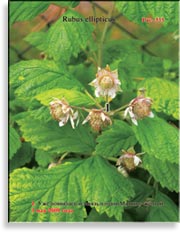 Малина жёлтая – Rubus ellipticus