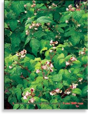 Малина красная – Rubus daeus