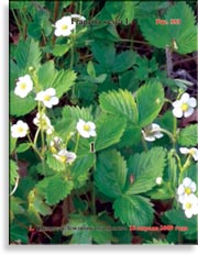 Земляника лесная – Fragaria vesca L.