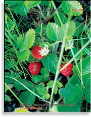 Земляника лесная – Fragaria vesca L.