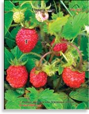 Земляника лесная – Fragaria vesca L.