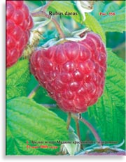 Малина красная – Rubus daeus