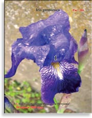 Петушки – Iris germanica