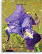 Петушки – Iris germanica