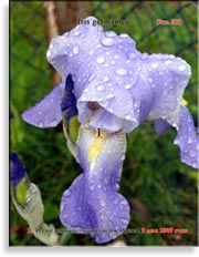 Петушки – Iris germanica