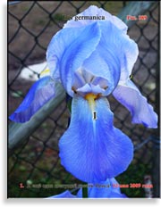 Петушки – Iris germanica