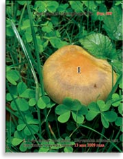 Паутинник триумфальный – Cortinarius triumpauss Fr.