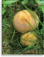 Паутинник триумфальный – Cortinarius triumpauss Fr.