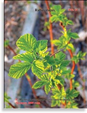 Малина красная – Rubus daeus