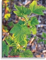 Малина жёлтая – Rubus ellipticus