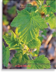 Малина жёлтая – Rubus ellipticus