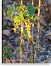 Смородина красная – Ribes vulgares Lam.