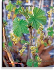 Смородина чёрная – Ribes nigrum L.
