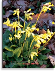 Первоцвет весенний – Primula veris L.