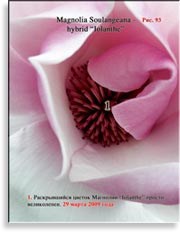 Магнолия «Iolanthe»